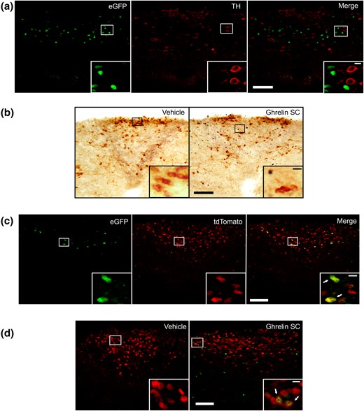 AP GHSR-expressing cells are GABA neurons. (a) Representative confocal photomicrographs of the AP of a GHSR-eGFP mouse subjected to fluorescent immunostaining against TH; left photomicrograph shows eGFP cells, middle photomicrograph shows TH-IR cells, and the right photomicrograph shows the merge of the respective left and middle images. (b) Representative low-magnification (×20) magnification images of the AP of vehicle- and ghrelin-treated wild-type mice subjected to double immunostaining for c-Fos (circle-like black) and TH (gray). (c) Representative confocal photomicrographs of the AP of a GHSR-eGFP/Gad2-tdTomato mouse; left photomicrograph shows eGFP cells, middle photomicrograph shows tdTomato cells, and right photomicrograph shows the merge of the respective left and middle images. (d) Representative confocal photomicrographs of the AP of vehicle- and ghrelin-treated Gad2-tdTomato mice subjected to fluorescent immunostaining against c-Fos (lighter circle-like signal). Inserts in each panel shows in high magnification the areas marked in low-magnification photomicrographs. Arrows point to dual-labeled cells. Scale bars, 100 μm (low magnification), 10 μm (high magnification).