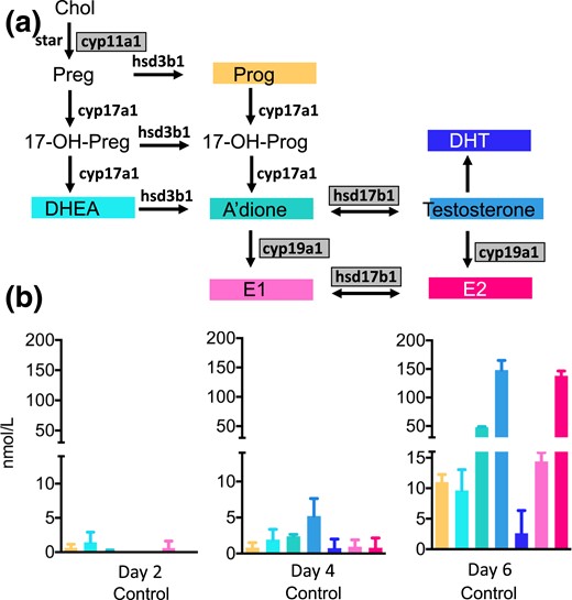 Steroid hormone production by the cultured follicles, measured by LC-MS/MS, in follicle culture medium pooled from incubations with 72 to 105 individual follicles at days 2, 4, and 6 of culture and normalized to 100 follicles. Data are expressed as mean ± standard deviation. (a) The steroidogenic pathway and the murine steroidogenic enzymes involved in the conversions. Gray-shaded boxes indicate significant upregulation of mRNA expression on day 6 of follicular development. (b) Endogenous steroid production in the isolated follicle. Panels C through E show intrafollicular steroidogenesis in the untreated follicle and after incubation with DHT 25 nM without and with the addition of the AR antagonist MDV(1 μM).17-OH-Prog, 17-hydroxyprogesterone; Chol, cholesterol; CYP17a1, 17-hydroxylase; hsd3b1, 3β-hydroxysteroid dehydrogenase; StAR, steroidogenic acute regulatory protein.