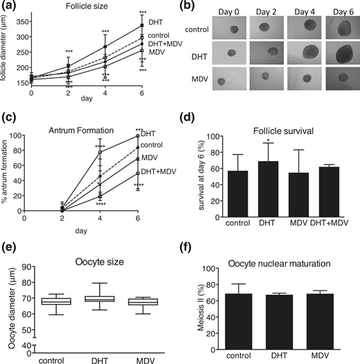 Effect of DHT 25 nM, AR antagonist MDV, and combined DHT + MDV treatment versus control (dotted lines) on follicle and oocyte morphology during culture, with regard to (a) follicle size, (b) light microscopic images, (c) antrum formation rate, (d) follicle survival, (e) oocyte size, and (f) oocyte nuclear maturation status. Data from 57 to 170 follicles per condition are expressed as mean ± standard deviation for diameter, antrum formation, survival, and oocyte meiotic status. Oocyte size is presented in box and whisker plots, with boxes representative of the interquartile range and whiskers representative of the 5th and 95th percentiles. *P < 0.05; ***P < 0.001; ****P < 0.0001.