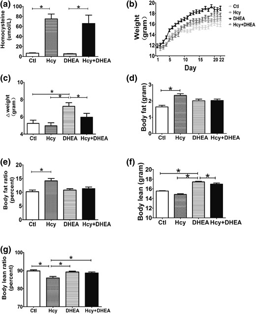 DHEA increases the body weight and Hcy increases the body fat in the DHEA-treated mouse model. (a) Serum homocysteine levels, (b) body weight change curve, (c) body weight gain (n = 10 of each group), (d) body fat, (e) body fat ratio, (f) body lean, and (g) body lean ratio of mice exposed to control, Hcy (administration with a high-methionine diet), DHEA, or Hcy + DHEA (n = 5 of each group) for 20 days of treatment. *P < 0.05, one-way analysis of variance, with Tukey’s post hoc test. Ctl, control.