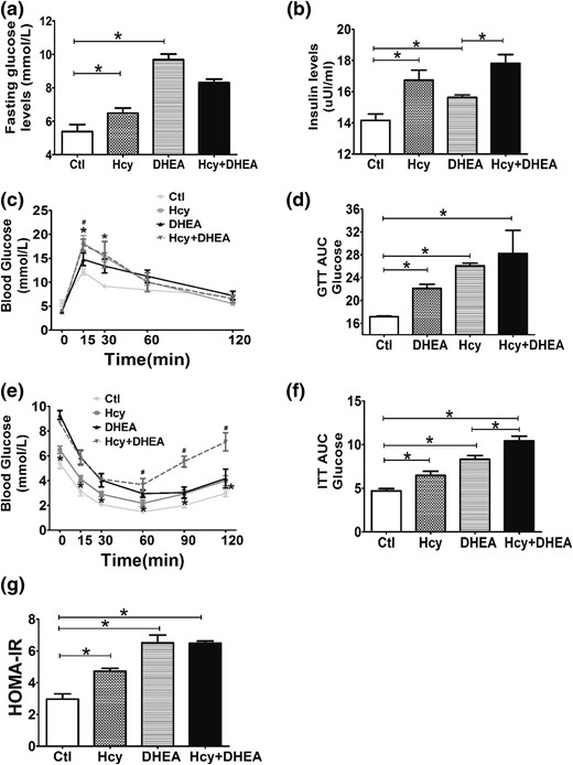 Hcy exacerbates the metabolic disorders induced by DHEA in mice. (a) Fasting blood glucose and (b) insulin levels of mice exposed to control, Hcy, DHEA, or Hcy + DHEA (n = 5 of each group) for 20 days of treatment. (c) GTT, (d) GTT AUC, (e) ITT, (f) ITT AUC, and (g) HOMA-IR (n = 10) results of four groups. *P < 0.05, one-way analysis of variance, with Tukey’s post hoc test. (c, e) *P < 0.05 vs controls, #P < 0.05 vs DHEA. Ctl, control; HOMA-IR, homeostatice model assessment of IR.