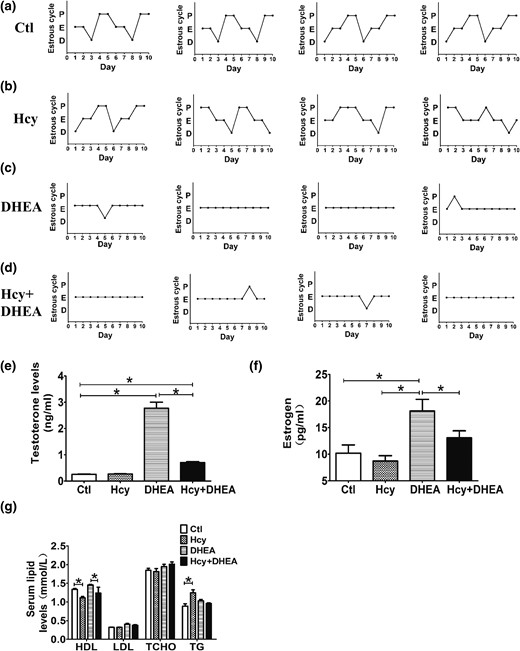 DHEA-treated mice display disrupted estrous cycles and hormonal levels. (a–d) Representative estrous cycles (n = 4 of each groups) of mice exposed to control, Hcy, DHEA, or Hcy + DHEA for 20 days. The serum levels of (e) testosterone, (f) estrogen, and (g) lipids of mice (n = 10) exposed to control, Hcy, DHEA, or Hcy + DHEA for 20 days. *P < 0.05, one-way analysis of variance, with Tukey’s post hoc test. Ctl, control; HDL, high-density lipoprotein; LDL, low-density lipoprotein; TCHO, total cholesterol; TG, triglyceride.