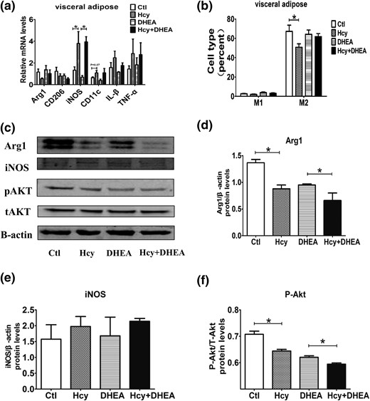 Hcy induces the M2 to M1 phenotype switch. (a) Comparison of the mRNA expression of various inflammatory factors in the mouse visceral adipose tissue using reverse transcription quantitative PCR (n = 8). (b) The percentage of M1 and M2 macrophages in the mouse visceral adipose tissue using fluorescence-activated cell-sorting measurement (n = 5). (c) Comparison of the protein levels of (d) Arg1, (e) iNOS, and (f) pAkt/tAkt in the mouse visceral adipose tissue using Western blot analysis (n = 8). *P < 0.05, one-way analysis of variance, with Tukey’s post hoc test. Ctl, control.