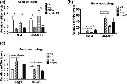 Hcy promotes the M2 macrophage differentiation by inhibiting estradiol expression. (a) Comparison of the mRNA expression of IRF4 and JMJD3 in the mouse visceral adipose tissue using reverse transcription quantitative PCR (n = 8). (b) Comparison of the mRNA expression of IRF4 and JMJD3 in the mouse bone macrophages treated with or without estrogen (E) and Hcy using reverse transcription quantitative PCR (n = 6). (c) Comparison of the mRNA expression of Arg1 and iNOS in the mouse bone macrophages treated with or without estrogen and Hcy using reverse transcription quantitative PCR (n = 8). *P < 0.05, one-way analysis of variance, with Tukey’s post hoc test. Ctl, control.