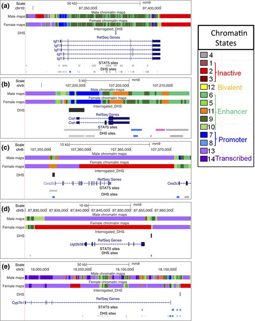 Chromatin states of GH/STAT5-responsive genes. Shown are University of California Santa Cruz mouse genome browser screenshots displaying chromatin state maps for each of the five genes examined in this study, along with the locations of gene-proximal DHS interrogated by qPCR. Also marked are all of the STAT5 binding sites and DHS in the genomic region displayed (bottom two tracks of each panel). Blue indicates a male-biased STAT5 binding site or DHS site, pink indicates a female-biased site, and gray indicates a sex-independent site. Chromatin state maps were discovered using ChromHMM (71) based on genome-wide profiles for DHS and six chromatin marks determined in both male and female liver (70). Each consecutive 200-bp segment of the genome is assigned to one of 14 chromatin states in male liver, and separately in female liver, and is represented by a distinct color, as specified in the chromatin states legend on the right). The 14 states can be grouped into five superstates, three of which are active (enhancer, promoter, transcribed), one is inactive, and one is poised for activation (bivalent). These descriptions reflect the established functional annotations of the major chromatin marks associated with each state. (a) Igf1 is in an active chromatin state in both male and female liver, with large numbers of sex-independent DHS and STAT5 binding sites across the gene body and in the 5′-flank. (b) Cish shows very similar chromatin states in both sexes, and similar to Igf1, is devoid of inactive chromatin states. Cish contains one downstream STAT5-bound male-biased DHS and one downstream female-biased STAT5 binding site, both of unknown significance. (c and d) Ces2b and Ugt2b38 are in an active chromatin state in male liver but have extensive sequence in the inactive state (red) in female liver. These male-biased genes both have very few nearby DHS and STAT5 binding sites. (e) Cyp7b1 is primarily characterized by an active chromatin state in both male and female liver; however, a portion of intron 1 and an extended genomic segment that begins just upstream of the 5′-flank DHS interrogated in Fig. 8 are in an inactive chromatin state (red).