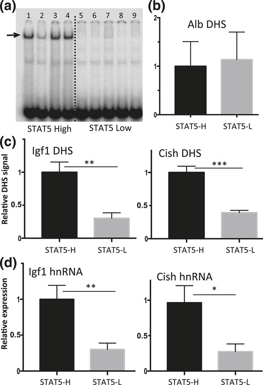 Pulsatility of chromatin accessibility and STAT5-stimulated transcription in pituitary-intact male mouse liver. (a) EMSA analysis of whole liver extract using STAT5 EMSA probe. Individual intact male mouse livers show a binary pattern of liver STAT5-binding activity (STAT5-high, lanes 1, 3, and 4; STAT5-low, lanes 5 to 9; lane 2 shows a liver with STAT5-intermediate activity). Arrow indicates STAT5 activity band. (b and c) Isolated liver nuclei were digested with DNase I and the released DNA fragments were purified and assayed by qPCR for Alb, Igf1, and Cish DHS sites using primers shown in Supplemental Table 1. (b) Chromatin accessibility at the Alb promoter showed no significant difference between STAT5-high (STAT5-H) and STAT5-low (STAT5-L) livers and was used to normalize the DHS qPCR signal of the corresponding liver sample at all other DHS sites. (c) In contrast to the Alb DHS, chromatin accessibility was significantly greater in STAT5-high livers than in STAT5-low livers at the STAT5-bound DHS nearby Igf1 and Cish. (d) Transcription rates determined by RT-qPCR analysis of liver nuclear RNA using hnRNA primers specific to Igf1 and Cish were significantly higher in STAT5-high compared with STAT5-low livers. Data shown are mean values ± SEM for n = 9 livers per group (b and c) or n = 10 to 12 livers per group (d). The relative DHS activity and expression level of the STAT5-high groups are set to 1. *P < 0.05, **P < 0.01, ***P < 0.001 by two-tailed t test.