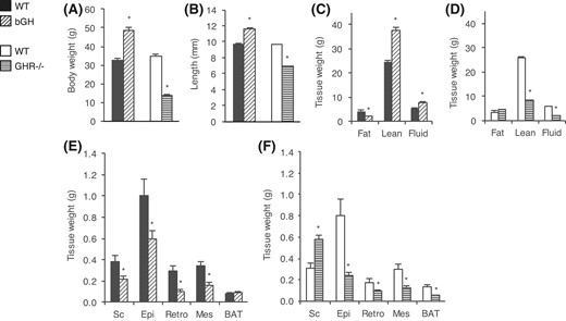 Body weight and composition of bGH and GHR−/− mice. Body and tissue weights were determined in bGH mice (diagonal-hatched bars) and WT control mice (black bars) (n = 10 per group) and in GHR−/− mice (horizontal-hatched bars) and WT control mice (white bars) (n = 8 per group). (A) Total body weight was determined 1 week prior to dissection and (B) body length was measured at dissection. Body composition (fat, lean, and fluid mass) is shown for (C) bGH and WT control mice and (D) GHR−/− and WT control mice. Sc, Epi, Ret, and Mes white adipose depots as well as BAT were weighed in (E) bGH and WT mice and (F) GHR−/− and WT mice. Values are expressed as mean ± standard error of the mean; *P < 0.05.