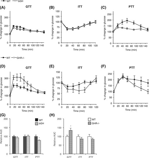 Glucose homeostasis in bGH and GHR−/− mice. (A) GTTs, (B) ITTs, and (C) PTTs were performed in bGH mice (white circles) and WT control mice (black circles) (n = 10 per group). Similarly, (D) GTTs, (E) ITTs, and (F) PTTs were performed in GHR−/− mice (white circles) and WT control mice (black circles) (n = 8 per group). Mice received an IP injection of glucose at 1 g/kg body weight, insulin at 0.75 U/kg body weight, or pyruvate at 1.5 g/kg body weight, respectively. Blood glucose levels are reported as percentage change in glucose from baseline (100%). Relative AUC was calculated for each test in (G) bGH and (H) GHR−/− mice. Values are expressed as mean ± standard error of the mean.