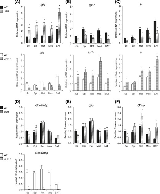 RNA expression levels in adipose tissue depots from bGH and GHR−/− mice. Sc, Epi, Ret, and Mes white adipose depots as well as BAT were collected from bGH mice (diagonal-hatched bars) and WT control mice (black bars) (n = 10 per group) and from GHR−/− mice (horizontal-hatched bars) and WT control mice (white bars) (n = 8 per group). Relative RNA levels of (A) Igf1, (B) Igf1r, (C) Ir, (D) Ghr/Ghbp, (E) Ghr, and (F) Ghbp were determined. Ghr and Ghbp RNA levels were only determined in mice from the bGH litter. For each gene, all RNA levels are relative to the level in the Sc depot in the WT control group from the bGH litter. Values are expressed as mean ± standard error of the mean; *P < 0.05.