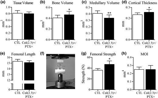 Ex vivo microCT and mechanical testing of cortical bone at the femoral midshaft. Col1(2.3)+/PTX+ and Col1(2.3)+ littermate control mice were transferred from a doxycycline diet to a doxycycline-free diet at 8 weeks of age to induce PTX transgene expression in Col1(2.3)+/PTX+ mice and were aged to 12 months. Ex vivo microCT assessment of midshaft of femur yielded measurements of (a) TV, (b) BV, (c) medullary volume, and (d) cortical thickness. (e) Femoral length was measured before (f) conducting three-point bend testing. (g) Femoral strength was the maximum force sustained during the test. (h) MOI was calculated from microCT images. All data are presented as mean ± standard deviation (n = 8 per group). *P < 0.05 vs control mice; **P < 0.01 vs control mice. MOI, moment of inertia.