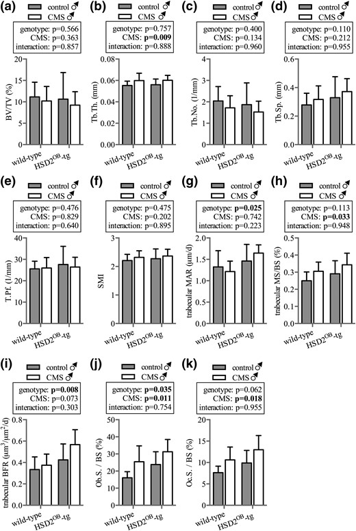 Trabecular bone phenotype in male mice: tibia. Micro-CT analysis is shown of (a) trabecular bone volume (BV/TV), (b) trabecular thickness (Tb.Th.), (c) trabecular number (Tb.No.), (d) trabecular separation (Tb.Sp.), (e) trabecular pattern factor (Tb.Pf.), and (f) structural modeling index (SMI) in the tibia of WT and HSD2OB-tg mice (n = 11 per group) at endpoint, followed by the histomorphometric assessment of the (g) trabecular mineral apposition rate (MAR), (h) mineralizing surface over bone surface, (i) bone formation rate (BFR), (j) osteoblast surface (Ob.S.), and (k) osteoclast surface (Oc.S.) (n = 8 per group). Data are presented as mean ± SD and were analyzed by two-way ANOVA followed by a Holm–Sidak post hoc test. *P < 0.05, **P < 0.01 vs genotype-matched control.