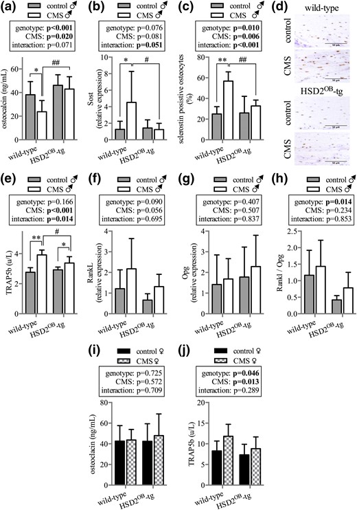 Bone turnover markers and gene expression. (a) Serum concentration of osteocalcin (n = 8 per group) and (b) skeletal Sost gene expression as well as (c and d) histological quantification of sclerostin protein expression in bone (n = 6 per group) after 4 weeks of CMS exposure in male mice. (e) TRAP5b serum concentration (n = 8 per group) as well as (f) RankL, (g) Opg, and (h) RankL/Opg ratio (n = 6 per group) in WT and HSD2OB-tg male mice at endpoint. Serum concentrations of (i) osteocalcin (n = 8 per group) and (j) TRAP5b (n = 6 per group) in WT and HSD2OB-tg female mice. Data are presented as mean ± SD and were analyzed by two-way ANOVA followed by a Holm–Sidak posthoc test. *P < 0.05, **P < 0.01 vs genotype-matched control; #P < 0.05, ##P < 0.01 vs WT CMS.