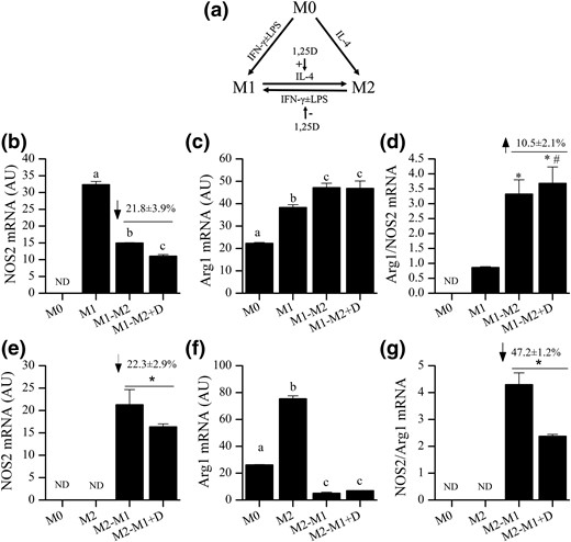 Effect of 1,25(OH)2 D on M1 and M2 phenotype switching. (a) Experimental model of M1 and M2 phenotype switching with hypothesized effects of 1,25(OH)2 D (1,25D) identified with arrows. (b–d) Effects of 1,25(OH)2 D on (b) NOS2 mRNA, (c) Arg1 mRNA, or (d) Arg1/NOS2 mRNA ratio during IL-4–mediated of M1 to M2 phenotype switching. (e–g) Effects of 1,25(OH)2 D on (e) NOS2 mRNA, (f) Arg1 mRNA, or (g) NOS2/Arg1 mRNA ratio during IFNγ + LPS–mediated M2 to M1 phenotype switching. Bars are representative data from one of three replicate experiments are shown (n = 3 replicates in each experiment). Numbers above bars in (b), (e), and (g) are the overall percentage change of the data combined from all three replicates (n = 3 experiments). In (a), (c), and (f), bars with different letter superscripts are significantly different at P < 0.05. In (d), *P < 0.05 versus M1, #P < 0.1 versus M1-M2. In (e) and (g), * P < 0.05 versus vitamin D–treated group). AU, arbitrary units.