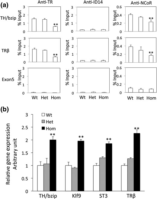 TRα knockout reduces NCoR recruitment and increases target gene expression. (a) ChIP assay reveals reduced TR binding and corepressor recruitment at endogenous TREs in premetamorphic tadpoles. Seven-day-old tadpoles were genotyped, and two days after genotyping, at least five tadpoles of the same genotype were homogenized together for ChIP assays with antibodies against TR, corepressor NCoR, and ID14, an extracellular protein, as a nonspecific control. Note that TRα homozygous knockout dramatically reduced receptor binding or recruitment of the corepressor NCoR at the well-characterized TRE regions of TRβ and TH/bzip genes. Exon 5 of the TRβ gene was also analyzed as a control genomic region lacking TRE. Two asterisks (**) indicate a significant difference between homozygous knockout and the other groups (P < 0.01). (b) TRα knockout increases basal expression of T3 direct target genes in premetamorphic tadpoles. Total RNA from 7-day-old tadpoles was used for real-time PCR analysis of the expression of several well-known T3 direct target genes: TH/bzip (58), Klf9 (60), ST3 (61), and TRβ (57). The expression levels were normalized against that of EF1α. Two asterisks (**) indicate a significant difference between the homozygous knockout and other groups (P < 0.01).