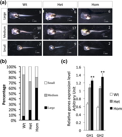 TRα knockout increases the growth rate and accelerates development of premetamorphic tadpoles. (a and b) TRα-knockout tadpoles grow larger than their age-matched wild-type (WT) and heterozygous (Het) siblings. Fifty-five randomly selected 11-day-old tadpoles were classified into three categories (small, medium, and large) on the basis of body size. The tadpoles were then photographed and genotyped. (a) One representative photo for each category from each genotype is shown with the number of animals in that category. (b) Bar graph showing the percentage of each category in the three genotypes. Note that most of the homozygous (Hom) knockout animals were in the large category, whereas the Het and WT animals were in the medium or small category. To group the animals, each tadpole was photographed under the same magnification, and the length of the ventral side of the body (minus tail) was measured with ImageJ software (https://imagej.net/). “Large” referred to length >4.7 mm, “small” referred to length <3.2 mm, and the remaining animals, measuring 3.2 mm to 4.7 mm, were categorized as “medium.” (c) The expression of the two GH genes is elevated in the knockout animals. Total RNA was extracted from 11-day-old tadpole samples. Gene expression was analyzed by qRT-PCR. Two asterisks (**) indicate a significant difference between Hom knockout and WT animals (P < 0.01).