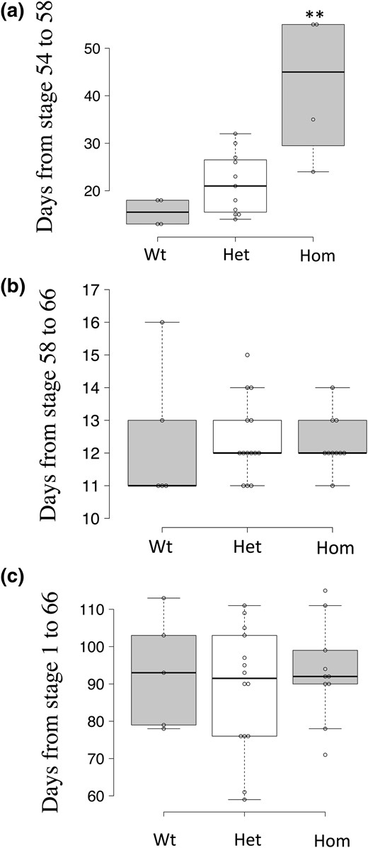 Homozygous TRα-knockout tadpoles (Hom) have a slower rate of metamorphic progression. (a) Homozygous TRα-knockout tadpoles take longer to develop from stage 54 to 58 (prometamorphosis). Stage 54 tadpoles were selected at the same time and reared together. Individual tadpoles were genotyped when they reached stage 58, the beginning of the metamorphic climax. The time required for each animal to reach stage 58 was plotted, with the median (darker solid line) for each genotype shown in the figure. The groups included four wild-type (WT), 10 heterozygous TRα-knockout (Het), and four homozygous TRα-knockout tadpoles. Note that homozygous TRα-knockout tadpoles required over twice as long to reach stage 58 compared with wild-type and heterozygous TRα-knockout tadpoles. Two asterisks (**) indicate a significant difference between the homozygous knockout and other groups (P < 0.05). (b) TRα knockout has no effect at the climax of metamorphosis. The time for each animal to develop from stage 58 to the end of metamorphosis (stage 66) was plotted, with the median (darker solid line) for each genotype shown in the figure. Note that no significant difference was observed among the three genotypes. (c) TRα knockout does not affect the overall development time from fertilization (stage 1) to the end of metamorphosis (stage 66). The time for each animal to proceed from stage 1 to the end of metamorphosis (stage 66) was plotted with the median (darker solid line) for each genotype shown in the figure. Note that no significant difference was observed among the three genotypes.