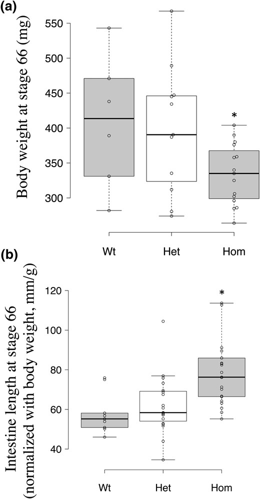 Animals lacking TRα complete metamorphosis with lower body weight but longer intestine. (a) The homozygous TRα-knockout animal (Hom) has a lower body weight at stage 66. Tadpoles were euthanized when they reached stage 66, which is considered to be the end of metamorphosis, when the tail is completely resorbed. Intestine was isolated from each animal, and both intestine and animal body were fixed in a 4% solution of MgSO4, ethylene glycol tetraacetic acid, 3-(N-morpholino)propanesulfonic acid, and formaldehyde overnight at 4°C. After washing in 70% ethanol twice, both body weight and intestinal length were measured. The body weight of each animal was plotted, with the median (darker solid line) for each genotype shown in the figure. Note that the homozygous TRα-knockout animal had significantly lower weight. The group included six wild-type (WT), 11 heterozygous TRα-knockout (Het), and 15 homozygous TRα-knockout animals. The asterisk (*) indicates a significant difference between the homozygous knockout and wild-type groups (P < 0.05). (b) homozygous TRα-knockout animals had a longer intestine at stage 66. The length of the intestine of animals described in (a) was measured from the bile duct to the large intestine. After normalization against the body weight for each animal, the relative intestine length was plotted with the median (darker solid line) for each genotype shown in the figure. Given that the length reduction is a hallmark of intestinal metamorphosis (62), the longer intestine length of the homozygous knockout animals suggests incomplete intestinal remodeling. The asterisk (*) indicates a significant difference between the homozygous knockout and wild-type groups (P < 0.05).