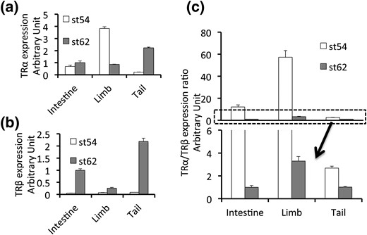 Organ-dependent expression of TRα and TRβ genes during metamorphosis. The expression of TRα and TRβ at premetamorphosis (stage 54) and climax (stage 62) was determined by real-time PCR and is shown relative to the level in the intestine at stage 62 for (a) TRα and (b) TRβ, or (c) as a ratio of the expression level of TRα to that of TRβ, with the ratio in the intestine at stage 62 set to 1. The region in the box with dashed borders in the upper panel (c) is enlarged and shown in the lower panel. Note that the limb has a much higher level of expression of TRα at stage 54 and higher levels of relative TRα/TRβ expression than the intestine, with the tail having the lowest.