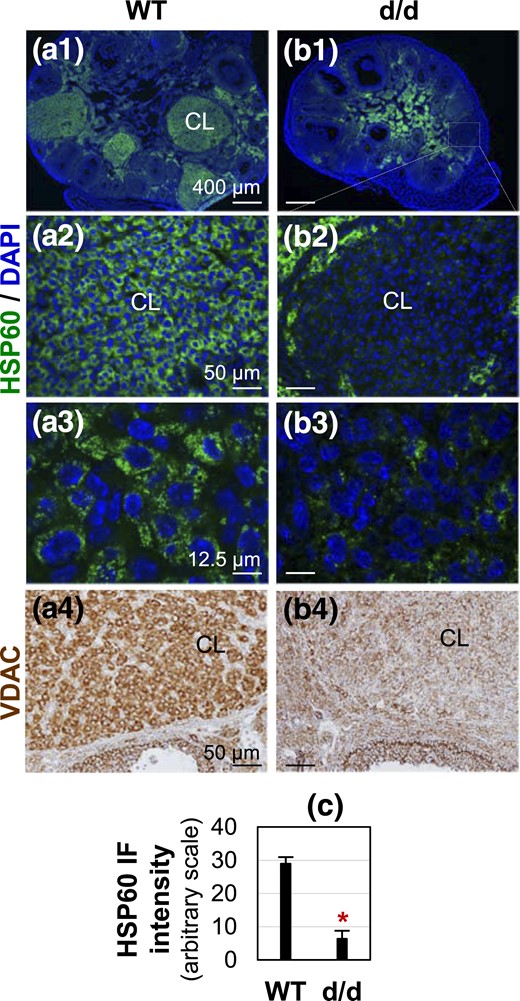 Detection of mitochondrial markers HSP60 and VDAC in D3.5 (a) WT and (b) RhoAd/d corpora lutea. (a1–b3) Detection of HSP60 by immunofluorescence. HSP60 staining is shown in green; DAPI staining is shown in blue. (a3 and b3) Confocal images of CL from sections in (a1) and (b1), respectively. (a4–b4) Detection of VDAC by immunohistochemistry. VDAC staining is in brown. Scale bars, (a1 and b1) 400 µm, (a2 and b2) 50 µm, (a3 and b3) 12.5 µm, and (a4 and b4) 50 µm. (c) Quantification of HSP60 immunofluorescence intensity in D3.5 WT and RhoAd/d CL (n = 3 to 5). *P < 0.05. Error bar indicates standard deviation.