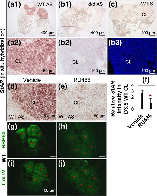 Detection of StAR mRNA expression in D3.5 ovaries by in situ hybridization and regulation of StAR mRNA by RU486 AS, StAR antisense probe; S, StAR sense probe for negative control. (a1) StAR expression in D3.5 WT CL. (a2) Enlarged from the boxed area in A1. (b1) StAR expression in D3.5 RhoAd/d CL. (b2) Enlarged from the boxed area in B1. (b3) DAPI staining of the section in B2. (c) Negative control using WT section and StAR sense probe. (d) StAR expression in D3.5 vehicle-treated WT CL. (e) StAR expression in D3.5 RU486-treated WT CL. (f) Relative StAR expression intensity in D3.5 vehicle and RU486-treated RhoAd/d CL (n = 5). *P < 0.05. Error bar indicates standard deviation. (g and h) Expression of HSP60 in D3.5 vehicle- and RU486-treated WT CL. (i and j) Col IV staining of a nearby section each to the sections in (g) and (h), respectively, to confirm the positions of CL. Red star, CL.