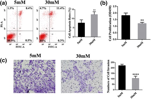 Glucose affects cellular behavior in HTR8/SVneo cells. (a) Apoptosis was analyzed by flow cytometry after 24 hours of treatment at doses of 5 or 30 mM glucose. (b) Cell counting kit 8 assays were conducted to quantify cell viability for EVTs after treatment with glucose for 24 hours. **P < 0.01. (c) Transwell plates of cells stimulated with glucose for 24 hours. Representative pictures showed that invaded cells stained violet. ****P < 0.0001. Scale bar = 60 μm. FITC-A, fluorescein isothiocyanate assay; OD, optical density; PI-A, propidium iodide assay.