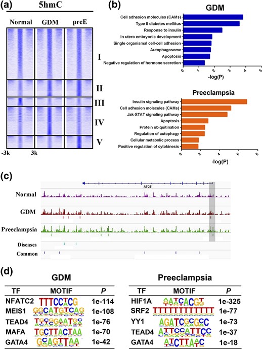 Genome-wide 5hmC profiles in GDM, preE, and normal tissue. (a) Heatmaps showing five clusters of 5hmC-binding patterns within 3 kb surrounding the 5hmC peaks. (b) Biological processes and signaling pathway enrichment analysis for genes targeted by 5hmC in GDM and preE. (c) Examples of 5hmC-enrichment patterns in ATG5 gene loci across GDM, preE, and normal tissue. (d) Top enriched transcription factor (TF) motifs identified by de novo motif discovery at 5hmC loci in GDM and preE.