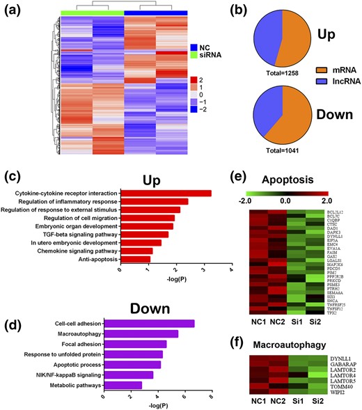 Gene expressions changes in ATG5-silenced HTR8/SVneo cells. (a) Hierarchical clustering of all DE genes in ATG5-silenced HTR8/SVneo cells. (b) Pie charts indicating the abundance of lncRNAs and protein-coding genes within DE genes. (c and d) Biological processes and signaling pathway enrichment analysis for DE genes. (e and f) Heatmaps showing repressed apoptosis and autophagy pathway–related gene expression in ATG5-silenced HTR8/SVneo cells. NC, negative control; NF-kappaB, nuclear factor kappa B; NIK, NF-kappaB–inducing kinase; TGF, transforming growth factor.