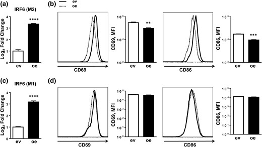 IRF6 overexpression suppresses M2 activation. (a) IRF6 expression levels plotted as log2 fold change and (b) expression of activation-related cell surface markers CD69 and CD86 in BMDMs transfected with an IRF6 overexpression construct (oe) and subsequently activated with IL-4 stimulation. (c) IRF6 expression levels plotted as log2 fold change and (d) expression of activation-related cell surface markers CD69 and CD86 in BMDMs transfected with an IRF6 overexpression construct and subsequently activated with LPS stimulation. Data are presented as mean ± SEM (n = 3). Asterisks indicate significant differences from BMDMs transfected with empty vector: **P < 0.01; ***P < 0.001; ****P < 0.0001. ev, BMDMs transfected with empty vector; MFI, mean fluorescence intensity.