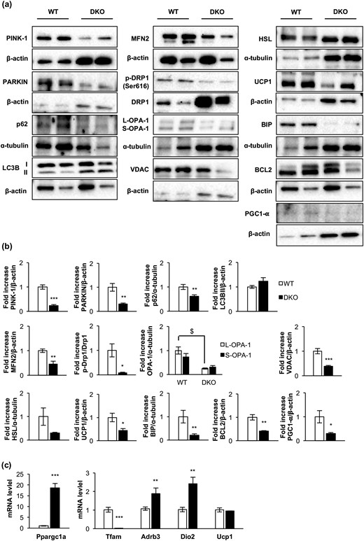 Loss of essential protein components of the cytosolic quality control mechanisms, mitochondrial dynamics, mitochondrial biogenesis, uncoupling mechanisms, endoplasmic reticulum, and apoptosis in DKO mice. (a) Representative Western blots from iBAT showing different regulators of cytosolic quality control mechanism, mitochondrial dynamics and biogenesis, and brown fat functionality between 3-month-old WT and DKO mice. (b) Western blot quantification of BCL2, HSL, and PGC1-α (WT, n = 3; DKO, n = 3); p-Drp1/Drp1, OPA-1 (WT, n = 4; DKO, n = 4); LC3B (WT, n = 6; DKO, n = 5); UCP1, MFN2, and PARKIN (WT, n = 6; DKO, n = 6); PINK1 (WT, n = 6; DKO, n = 7); P62 (WT, n = 7; DKO, n = 6); and BIP (WT, n = 8; DKO, n = 7) and VDAC (WT, n = 8; DKO, n = 8). (c) Plot indicating fold-increased mRNA levels of Dio2 (WT, n = 6; DKO, n = 3); Ppargc1a, Tfam, and Ucp1 (WT, n = 7; DKO, n = 3) and Adrb3 (WT, n = 9; DKO, n = 3) genes in iBAT from 3-month-old mice. All results are presented as mean ± standard error of the mean. Statistical significance assessed by two-tailed Student t test. WT vs DKO groups: *P < 0.05; **P < 0.01; ***P < 0.001. Statistical significance of OPA-1 was assessed by one-way analysis of variance followed by the Tukey test. $P < 0.05 L-OPA-1 between WT and DKO groups. PINK1, phosphatase and tensin homolog–induced putative kinase 1.