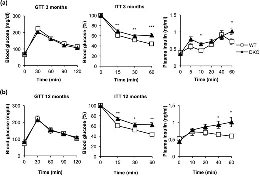 DKO mice showed insulin resistance and moderate hyperinsulinemia. (a) Glucose tolerance test (GTT), insulin tolerance test (ITT), and insulin plasma levels from 3-month-old WT (GTT, n = 22; ITT, n = 23; insulin plasma levels, n = 7) and DKO (GTT, n = 13; ITT, n = 19; insulin plasma levels, n = 8) mice. (b) GTT, ITT, and insulin plasma levels from 12-month-old WT (GTT, n = 9; ITT, n = 10; insulin plasma levels, n = 4 to 7) and DKO (GTT, n = 15; ITT, n = 18; insulin plasma levels, n = 5 to 9) mice. Results are presented as mean ± standard error of the mean. Statistical significance was assessed by two-tailed Student t test; *P < 0.05, **P < 0.01, and ***P < 0.001 between WT and DKO groups.