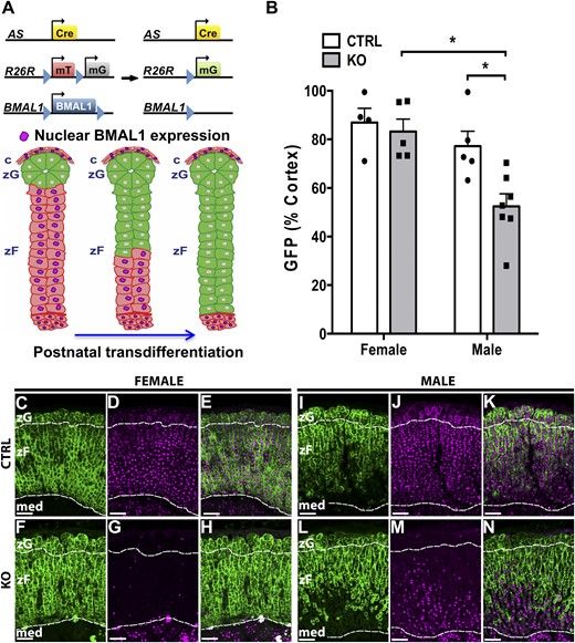 Analysis of postnatal transdifferentiation in male and female adrenal ASCre/+::Bmal1Fl/Fl KO mouse. (A) Adrenal clock KO (ASCre/+::Bmal1Fl/Fl::R26RmTom/mGFP/+) mice were generated by breeding ASCre/+ mice with the mTomato/mGFP Cre reporter and floxed Bmal1 mice. During postnatal transdifferentiation, zG cells migrated inward and differentiated into zF cells (19). Cre-dependent deletion of Bmal1 was predicted to occur in parallel with postnatal transdifferentiation reflected by GFP expression. (B) The extent of postnatal transdifferentiation (area of cortical GFP expression/total cortical area × 100) was not different between female ASCre/+::Bmal1+/+::R26RmTom/mGFP/+ CTRL (n = 4) and KO mice (n = 6) at 8 to 9 mo of age. However, male KO mice (n = 7) showed reduced postnatal transdifferentiation compared with female KO mice and male CTRL mice (n = 5). (C, F, I, L) In adrenals from female and male CTRL and KO mice, the zG was characterized by globular nests of cells underlying the capsule, and the adjacent zF consisted of parallel radial cords of cells. No clear differences in morphology were observed in KO mice. (C–E) In a female CTRL mouse (8.0 mo old), mGFP expression and nuclear BMAL1 labeling extended throughout the adrenal cortex from the zG through the zF; 95% of cortical area expressed mGFP. (F–H) In a female KO mouse (8.6 mo old), expression of mGFP was associated with loss of nuclear BMAL1 labeling and extended throughout the adrenal cortex; 94% of cortical area expressed mGFP. (I–K) In a male CTRL mouse (7.6 mo old), expression of GFP did not extend completely through the zF; 77% of cortical area expressed mGFP. (L–N) In a male KO mouse (8.6 mo old), mGFP expression and Bmal1 deletion did not extend completely throughout the adrenal cortex; only 56% of cortical area expressed mGFP. Magenta: BMAL1 immunofluorescence labeling. Borders between zG and zF and between cortex and medulla are denoted by dashed lines. Scale bar, 100 µm. med, medulla.