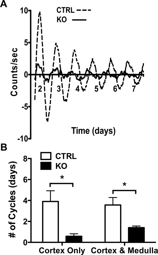 Adrenal Bmal1 deletion results in reduced adrenal mPER2Luc rhythms. (A) Adrenal slices from an ASCre/+::Bmal1+/+::PER2Luc CTRL mouse show mPER2Luc rhythms that persist for ∼7 d in vitro, whereas slices from an ASCre/+::Bmal1Fl/Fl::PER2Luc KO mouse show dampened rhythms. (B) Rhythms are diminished in slices of adrenal cortex only and cortex with medulla in KO mice, reflecting the loss of the endogenous cortical clock. Mean ± SEM, n = 5 to 7 mice, *P < 0.05.