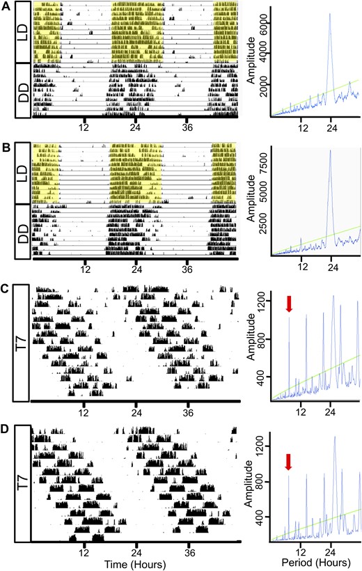 Wheel-running activity under T24 LD, DD, and T7 LD in adrenal clock KO mice. Representative activity records from individual female (A) CTRL and (B) KO mice maintained under a T24 (12:12-h) LD cycle regimen for 10 to 14 d and then transferred to DD for 10 to 14 d. Both (A) CTRL (left panel) and (B) KO (left panel) mice demonstrate light entrainment in T24 LD as indicated by enhanced activity in the dark period. Shaded yellow regions indicate periods of darkness in T24 LD. Under DD, rhythms are free-running; periodograms (right panels) show a predominant circadian periodicity and measured periods (τ) are not different between CTRL (23.83 ± 0.02 h, n = 5) and adrenal clock KO mice (23.81 ± 0.05 h, n = 4). Activity records of (C) CTRL and (D) KO mice housed for 14 d in ultradian light cycles of T7 (3.5:3.5 h) LD. Both CTRL and KO mice are active during dark periods under T7 conditions; however, periodograms (right panels) show a lengthened circadian periodicity in CTRL (24.85 ± 0.09 h, n = 6) and KO (24.82 ± 0.15 h, n = 5) mice. Green line: cutoff for significant periodicity, P < 0.05. Red arrows: 7-h component of periodogram.