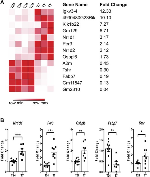 Gene expression analysis of adrenals from female ASCre/Cre::Bmal1Fl/Fl KO mice under T24 LD and T7 LD. (A) RNA sequencing analysis revealed 13 genes significantly changed with a false discovery rate <0.05 and fold change >1.5 (upregulated) or <0.5 (downregulated) (n = 3 to 4). (B) Quantitative validation of genes relevant to the circadian clock and cholesterol metabolism using quantitative RT-PCR (n = 8). Mean ± SEM. *P < 0.05; **P < 0.01; ***P < 0.001.