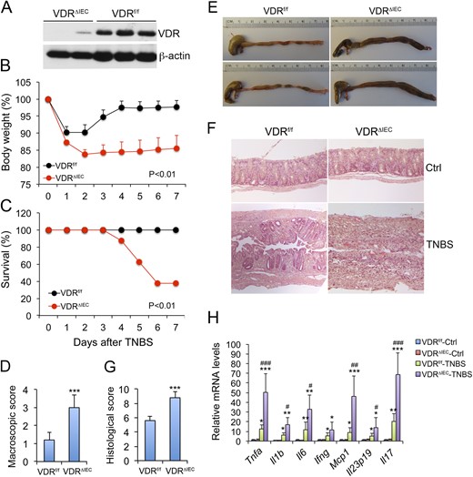 Effects of gut epithelial VDR deletion on the development of TNBS-induced colitis. (A) Western blot analysis of intestinal VDR in VDRf/f and VDRΔIEC mice; (B) Body weight changes of VDRf/f and VDRΔIEC mice over time following TNBS treatment; n = 5 to 7 mice; P < 0.01 by log rank test. (C) Survival curve of TNBS-treated VDRf/f and VDRΔIEC mice; n = 5 to 7 mice; P < 0.01 by log rank test. (D) Macroscopic disease scores on day 7 following TNBS treatment; ***P < 0.001 vs. VDRf/f; n = 5 mice. (E) Gross morphology of large intestines from TNBS-treated VDRf/f and VDRΔIEC mice on day 7. (F) Representative hematoxylin and eosin–stained distal colon sections cut longitudinally from VDRf/f and VDRΔIEC mice on day 4 after TNBS treatment. (G) Histological damage scores of colon sections on day 7 after TBNS treatment; ***P < 0.001 vs. VDRf/f; n = 5 mice. (H) Real-time PCR quantitation of mucosal proinflammatory cytokine transcripts on day 4 after TNBS treatment. *P < 0.05; **P < 0.001; ***P < 0.001 vs. corresponding control; #P < 0.05; ##P < 0.01; ###P < 0.001 vs. VDRf/f-TNBS; n = 5 mice. Ctrl, control; Ifng, interferon γ, Il1b, interleukin 1B; Il6, interleukin 6; Il17, interleukin 17; Mcp1, monocyte chemotactic protein-1; Tnfa, tumor necrosis factor α.