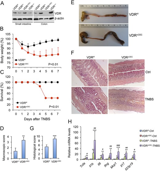 Colonic epithelial VDR deletion aggravates colonic inflammation in TNBS-induced colitis model. (A) Western blots showing VDR expression in the small intestine but not in the colon of VDRΔCEC mice. (B) Body weight changes following TNBS treatment; n = 6 to 8 mice; P < 0.01 by log rank test. (C) Survival curve; n = 6 to 8 mice; P < 0.01 by log rank test. (D) Scores of colonic macroscopic damage. (E) Gross images of the large intestine on day 7. (F) Hematoxylin and eosin staining of distal colon sections cut longitudinally on day 4. (G) Histological scores of the colons; **P < 0.01; ***P < 0.001 vs. VDRf/f; n = 4 to 5 mice. (H) Real-time RT-PCR quantitation of mucosal proinflammatory cytokines and chemokines in VDRf/f and VDRΔCEC mice with or without TNBS treatment on day 4. *P < 0.05; **P < 0.001; ***P < 0.001 vs. corresponding control; #P < 0.05; ##P < 0.01; ###P < 0.001 vs. VDRf/f-TNBS; n = 3 to 5 mice. Ctrl, control; Ifng, interferon γ; Il1b, interleukin 1B; Il6, interleukin 6; Il17, interleukin 17; Mcp1, monocyte chemotactic protein-1; Tnfa, tumor necrosis factor α.