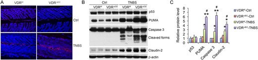Gut epithelial VDR deletion enhances apoptosis of epithelial cells in colitis development. (A) Terminal deoxynucleotidyltransferase-mediated dUTP nick end labeling staining of distal colon sections from VDRf/f and VDRΔIEC mice on day 4 after TNBS treatment. (B) Western blot analyses and (C) densitometric quantitation of mucosal p53, PUMA, caspase 3 activation, and claudin-2 in VDRf/f and VDRΔIEC mice on day 4. *P < 0.05; **P < 0.01 vs corresponding control; #P < 0.05 vs VDRf/f-TNBS; n = 3 to 4 mice. Ctrl, control.