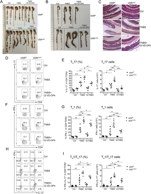 Blockade of cell apoptosis attenuates colitis and mucosal inflammatory responses. Mice were treated with vehicle, TNBS, or TNBS+Q-VD-OPh, as indicated. (A) Gross images of colons from VDRf/f and VDRΔIEC mice on day 3. (B) Gross images of colons from VDRf/f and VDRΔCEC mice on day 3. (C) Representative hematoxylin- and eosin-stained sections of distal colons prepared by the Swiss roll method from VDRf/f and VDRΔIEC mice on day 4. (D,F,H) Representative FACS plots gated on CD4+TCRβ+ cells for (D) IL-17+ T cells, (F) IFN-γ+ T cells, and (H) IFN-γ+IL-17+ T cells; and (E,G,I) FACS quantitation of percentage and cell number for (E) TH17 cells, (G) TH1 cells, and (I) TH1/TH17 cells in the lamina propria on day 3. *P < 0.05, **P < 0.01, ***P < 0.001. Ctrl, vehicle; Q, Q-VD-OPh.