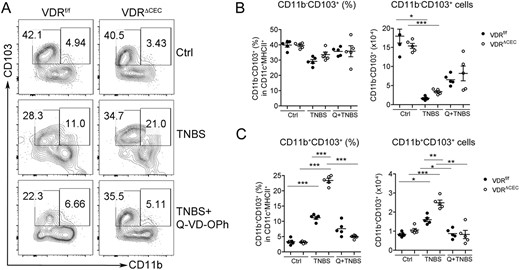 Blockade of cell apoptosis attenuates the increase of CD11b+CD103+ DCs in lamina propria in TNBS-induced colitis. (A) Representative FACS plots gated on CD11c+MHCII+ for CD11b+CD103+ cells in VDRf/f and VDRΔCEC mice treated with vehicle, TNBS, or TNBS+Q-VD-OPh on day 3. (B,C) FACS quantitation of cell percentage and cell number for (B) CD11b−CD103+ DCs and (C) CD11b+CD103+ DCs in the lamina propria. *P < 0.05, **P < 0.01, ***P < 0.001. Ctrl, vehicle; Q, Q-VD-OPh.