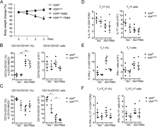 Depletion of microbiota ameliorated mucosal inflammatory responses in VDRf/f and VDRΔCEC mice. VDRf/f and VDRΔCEC mice received an antibiotic cocktail dissolved in drinking water for 3 weeks before being treated with TNBS instillation. Antibiotic treatment was continued after TNBS treatment. Lamina propria leukocytes were analyzed by FACS on day 3 after TNBS treatment, and cell percentage and cell numbers were quantified. (A) Body weight changes after TNBS treatment. (B) CD11b+CD103+ cells. (C) CD11b−CD103+ cells. (D) TH17 cells. (E) TH1 cells. (F) TH1/TH17 cells. *P < 0.05; **P < 0.001. Abx, antibiotic.