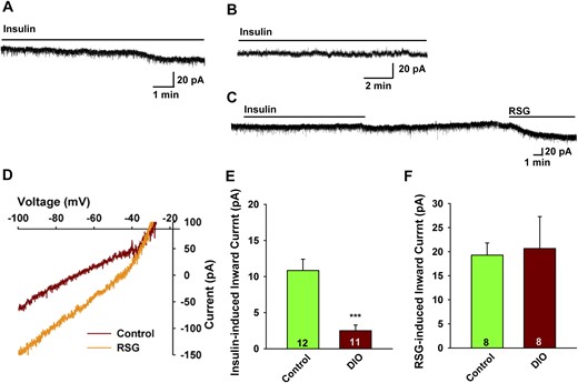 POMC neurons from DIO males are insulin resistant. In voltage clamp, insulin (20 nM) induced an inward current in POMC neurons from (A) male mice on a control diet but could not induce an inward current in POMC neurons from (B) DIO male mice. In this figure and Figs. 3 and 4 , the line above the current trace designates the perfusion of insulin into the bath (at 1.25 mL/min), which took several minutes to reach a steady-state concentration. Vhold = –60 mV. (C) The TRPC5 channel opener rosiglitazone (RSG; 100 μM) induced an inward current in POMC neurons from DIO males similar to the effects of insulin in the control diet-fed males. Note: Rosiglitazone acts directly on the channel and therefore rapidly induces an inward current. Vhold = –60 mV. (D) The I-V relationship for the rosiglitazone-induced current from DIO male mice was obtained from C showing an inward current that reversed at –32 mV. (E and F) Bar graphs summarizing the responses to (E) insulin- and (F) rosiglitazone-induced inward currents in control diet and DIO male POMC mice. Data points represent the mean ± SEM. Unpaired two-tailed t test for E: t(21) = 4.646, ***P = 0.0001 vs control; unpaired two-tailed t test for F: t(14) = 0.1790, P = 0.8466. Cell numbers are indicated.
