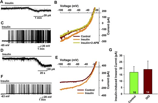 POMC neurons from DIO, proestrous females are protected against insulin resistance. (A–F) In voltage clamp, (A) insulin (20 nM) induced an inward current in POMC neurons from proestrous female mice on a control diet. Vhold = –60 mV. (B) The I-V relationship for the insulin-induced current was obtained from A, which showed an inward current that reversed at –25 mV. The inward current was blocked by TRPC channel antagonist 2-aminoethyl diphenylborinate (2-APB; 100 μM). (C) Insulin depolarized POMC neurons and induced firing from control proestrous females. Note: Due to the high-input resistance of POMC neurons (>1 GΩ), a small inward current is able to depolarize the cell and cause excitation (action potential firing) within a short time period. (D) In voltage clamp, insulin induced an inward current in POMC neurons from DIO proestrous females. Vhold = –60 mV. (E) The I-V relationship for the insulin-induced current was obtained from D, which showed the reversal potential of –20 mV. (F) Insulin depolarized POMC neurons and induced firing in DIO proestrous females. (G) Bar graph summarizing the responses of insulin-induced inward currents in control diet and DIO proestrous female PomcEGFP mice. Data points represent the mean ± SEM. Unpaired two-tailed t test, t(28) = 0.2924, P = 0.7722. Cell numbers are indicated.