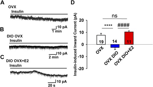 E2 replacement rescues insulin response in POMC neurons from OVX females. (A) In voltage clamp, insulin (20 nM) induced an inward current in POMC neurons from control diet-fed OVX female mice. Vhold = –60 mV. (B) In DIO OVX females, the insulin response was abrogated in POMC neurons. (C) However, the insulin response was rescued in DIO OVX females with E2 treatment (see “Materials and Methods”). (D) Bar graph summarizing the responses of insulin-induced currents in normal diet and OVX DIO and E2-treated female Pomc-EGFP mice. Data points represent the mean ± SEM. One-way ANOVA: effect of treatment, F(2, 41) = 17.74, P < 0.0001; Newman-Keuls multiple-comparison post hoc test. **** and #### indicate P < 0.001. Cell numbers are indicated. ns, no significant difference.