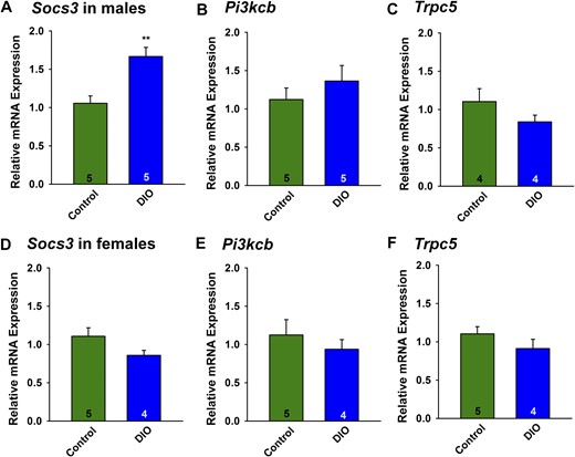 Socs3 mRNA expression is upregulated in POMC neurons from male but not female DIO mice. (A and D) HFD upregulated the Socs3 mRNA expression in ARH POMC neurons in males but not in females. Composite bar graphs illustrating the Socs3 mRNA levels determined in POMC neurons from (A) males or (D) females fed either an HFD or control diet. Data points represent the mean ± SEM. Unpaired two-tailed t test for A: t(8) = 4.006, P = 0.0039; unpaired two-tailed t test for D: t(7) = 1.826, P = 0.1122. Number of animals are indicated. **P < 0.005, values from DIO males that are significantly different from chow-fed controls. There were no differences in (B, E) Pik3cb mRNA or (C and F) Trpc5 mRNA expression in males or females fed either a control diet or HFD. Composite bar graphs illustrating the Pik3cb mRNA (p110 β) and Tripc5 mRNA determined in ARH POMC neurons from (B and C) males or (E and F) females fed either an HFD or control diet. Data points represent the mean ± SEM. Unpaired two-tailed t test for B: t(8) = 0.9674, P = 0.3617; unpaired two-tailed t test for E: t(7) = 0.7401, P = 0.4832; unpaired two-tailed t test for C: t(6) = 1.171, P = 0.2859; unpaired two-tailed t test for F: t(6) = 0.9513, P = 0.3782. Animal numbers are indicated with three pools of 10 cells from each animal.