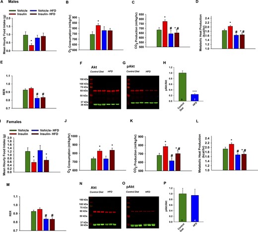 DIO male guinea pigs are insulin resistant whereas DIO females are protected against insulin resistance, and pAkt is reduced in ARH of DIO male but not in DIO female guinea pigs. In males, purified guinea pig insulin decreases (A) energy intake concomitant with increases in (B) O2 consumption, (C) CO2 production, and (D) metabolic heat production. The effects of insulin were markedly diminished by DIO. Data points represent the mean ± SEM of the mean hourly food intake, O2 consumption, CO2 production, metabolic heat production, and (E) RER seen in guinea pigs treated with either insulin (4 mU; ICV) or its filtered 0.9% saline vehicle (2 μL; ICV). Two-way ANOVA for A: main effect of diet (F(1,75) = 0.01, P = 0.9036), main effect of insulin (F(1,75) = 4.63, P = 0.0346) and interaction (F(1,75) = 4.54, P = 0.0364); two-way ANOVA for B: main effect of diet (F(1,74) = 1.66, P = 0.2019), main effect of insulin (F(1,74) = 1.14, P = 0.2888) and interaction (F(1,74) = 9.59, P = 0.0028); two-way ANOVA for C: main effect of diet (F(1,74) = 11.78, P = 0.0010), main effect of insulin (F(1,74) = 3.67, P = 0.0591) and interaction (F(1,74) = 6.83, P = 0.0109); two-way ANOVA for D: main effect of diet (F(1,74) = 17.11, P = 0.0001), main effect of insulin (F(1,74) = 21.06, P = 0.0000) and interaction (F(1,74) = 0.26, P = 0.6146); two-way ANOVA for E: main effect of diet (F(1,74) = 32.04, P = 0.0000), main effect of insulin (F(1,74) = 3.42, P = 0.068) and interaction (F(1,74) = 0.08, P = 0.7753); post hoc least-significant difference test, *P < 0.05, values from insulin-treated animals that are significantly different than those from vehicle-treated controls (n = 4). #P < 0.05, values from DIO animals that are significantly different than those fed standard chow (n = 4). Representative western blots illustrating the levels of (F) Akt, (G) pAkt, and their corresponding loading control GAPDH in the ARH microdissected from HFD and control diet-fed male guinea pigs. (H) Composite bar graphs illustrating the pAkt/Akt ratio, after normalizing to their respective loading control, determined in ARH microdissections from animals fed either HFD or control diet. Data points represent the mean ± SEM, respectively. Mann-Whitney U test: U = 1.0, P = 1.2081E-8. Animal numbers are indicated. **** indicates values from DIO animals that are significantly different from control diet-fed controls. In females, the insulin-induced decrease in (I) food intake and the increases in (J) O2 consumption and (K) CO2 production are preserved in DIO periovulatory females. Data points represent the mean ± SEM of the mean hourly food intake, O2 consumption, CO2 production, (L) metabolic heat production, and (M) the RER seen in guinea pigs treated with either insulin (4 mU; ICV) or its filtered 0.9% saline vehicle (2 μL; ICV). Two-way ANOVA for I: main effect of diet (F(1,75) = 0.18, P = 0.6688), main effect of insulin (F(1,75) = 8.08, P = 0.0058) and interaction (F(1,75) = 0.03, P = 0.8704); two-way ANOVA for J: main effect of diet (F(1,75) = 0.02, P = 0.8889), main effect of insulin (F(1,75) = 15.58, P = 0.0002) and interaction (F(1,75) = 0.06, P = 0.8028); two-way ANOVA for K: main effect of diet (F(1,75) = 6.40, P = 0.013), main effect of insulin (F(1,75) = 10.43, P = 0.0018) and interaction (F(1,75) = 0.12, P = 0.7321); two-way ANOVA for L: main effect of diet (F(1,75) = 26.23, P = 0.0000), main effect of insulin (F(1,75) = 4.74, P = 0.0325) and interaction (F(1,75) = 1.24, P = 0.2689); two-way ANOVA for M: main effect of diet (F(1,75) = 39.78, P = 0.0000), main effect of insulin (F(1,75) = 0.72, P = 0.3978) and interaction (F(1,75) = 0.50, P = 0.4821); post hoc least-significant difference test, *P < 0.05, values from insulin-treated animals that are significantly different than those from vehicle-treated controls (n = 4). #P < 0.05, values from DIO animals that are significantly different than those fed standard chow (n = 4). Representative western blots depicting the levels of (N) Akt, (O) pAkt, and their corresponding loading control GAPDH in the ARH microdissected from HFD or control diet-fed female guinea pigs. (P) Composite bar graphs showing the pAkt/Akt ratio determined in ARH microdissections from animals fed either HFD or control diet. Data points represent the mean ± SEM, respectively. Mann-Whitney U test: U = 101.0, P = 0.6084. Animal numbers are indicated. All of the triplicate bands for Akt and pAkt from control diet- and HFD-fed male and female guinea pig ARH seen in F to G, N, and O were obtained from the same gel. There was no difference in total Akt expression between the control and HFD female guinea pigs (Mann-Whitney U test: U = 73.0, P = 0.42), nor was there any difference between male and female control animals (Mann-Whitney U test: U = 233.0, P = 0.13).