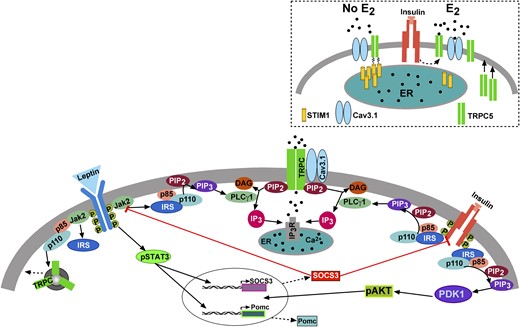A cellular model of insulin (and leptin) signaling via TRPC5 channel activation in POMC neurons. Based on the current findings and other published data, we propose that insulin signals via IRS-PI3K to activate TRPC5 channels in POMC neurons, which generates a robust inward cationic current to depolarize POMC neurons and increase their excitability. Similarly, leptin binding to its receptor (LRb) triggers the recruitment of the tyrosine kinase Janus kinase (JAK) 2, leading to the activation of the JAK/signal transducer and activator of transcription (STAT) signaling pathway and simultaneously activation of PI3K, which also activates TRPC5 channels (9, 17). PI3K (p85/p110) will also accelerate the rapid insertion of TPRC5 channels into the plasma membrane (23). With DIO (hyperleptinemia), there is an increase in Socs3 mRNA expression in POMC neurons in males but not in females, which induces insulin resistance by inhibiting the tyrosine kinase activity of InsR and the interaction of IRS proteins with InsR. However, under physiological stress and in the absence of E2, STIM1 interacts with TPRC5/Cav3.1 channels, thereby engaging these Ca2+ channels as store-operated channels (inset), which are activated with ER depletion of Ca2+ (52). However, under physiological conditions in cycling females, E2 downregulates the expression of STIM1 (see Fig. 6) and prevents the phosphorylation of STIM1, thereby converting the TRPC5/Cav3.1 signaling complex to receptor-operated (i.e., InsR) channels in POMC neurons (inset). PDK1, 3-phosphoinositide–dependent protein kinase-1.