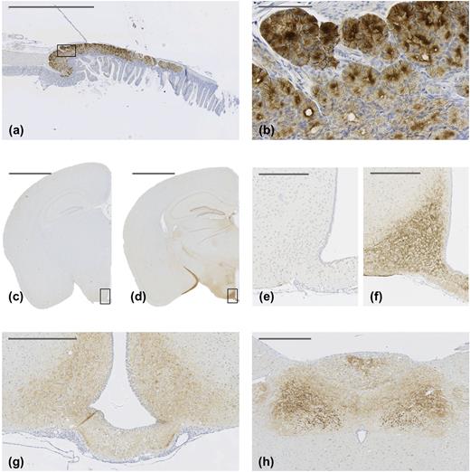 GLP-1R IHC with antibody MAb 7F38A2 on paraffin-embedded mouse Brunner’s gland (a) and (b) and mouse brain (c)–(f). (b) High magnification of the solid line box in (a). (e) and (f) Magnifications of solid line boxed areas in (c) and (d), respectively. (c) and (e) From a Glp-1r−/− mouse; (d) and (f) from a C57BL/6J mouse. (g) and (h) GLP-1R IHC with antibody MAb 7F38A2 on paraffin-embedded rat brain. (g) High magnification image of the hypothalamus, showing positive staining in the arcuate hypothalamic nucleus and median eminence. (h) High magnification image, showing positive staining in the area postrema, dorsal motor nucleus of the vagus nerve, and nucleus of the solitary tract. Original scale bars: (a), (c), and (d) 2000 μm; (b) 100 μm; (e) and (f) 250 μm; (g) and (h) 500 μm.