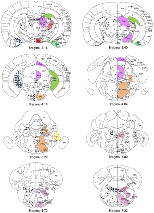 Atlas plates (bregma −3.16 to −7.32) showing distribution of signals for GLP-1R ISH (red squares) and GLP-1R IHC (blue circles). The distribution is overlaid onto digital atlas plates constructed from the AIBS mouse brain atlas. The distribution of GLP-1R mRNA and protein is indicated on the left half of the atlas plates, and brain regions with positive staining for either GLP-1R mRNA or protein are highlighted with a solid color on the right half of the atlas plates. Brain region abbreviations follow the nomenclature of the AIBS mouse brain reference atlas (24).