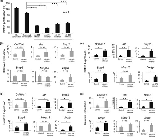 Inhibitors of mir-369-3p, mir-374-5p, mir-379-5p, and mir-503-5p decrease growth plate chondrocyte proliferation and stimulate hypertrophic differentiation. Primary chondrocytes from 4-day-old rat growth plates were transfected with inhibitors for mir-369-3p, mir-374-5p, mir-379-5p, and mir-503-5p or with a scrambled miRNA inhibitor. (a) Proliferation rates (mean ± standard error of the mean) were measured by 3H-thymidine incorporation beginning 48 hours after transfection. (b–e) In separate experiments, RNA was isolated from the primary chondrocytes 48 hours after transfection with inhibitors for (b) mir-369-3p, (c) mir-374-5p, (d) mir-379-5p, or (e) mir-503-5. Real-time RT-PCR was used to measure mRNA levels (mean ± standard error of the mean) for specific hypertrophy-associated genes. The scrambled miRNA inhibitor served as the control. *P < 0.05; **P < 0.01; ***P < 0.001. NS, not significant.