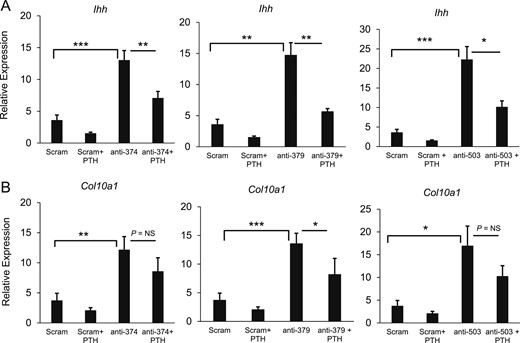 Combined treatment of transfected primary chondrocytes with miRNA inhibitors and PTH 1-34. Primary chondrocytes were transfected with a scrambled RNA inhibitor or one of three miRNA inhibitors (mir-374-5p, mir-379-5p, or mir-503-5p). After 42 hours, the cells were treated with PTH 1-34 or vehicle for 6 hours, and mRNA levels of (a) Ihh and (b) Col10a1 were measured by real-time PCR. Six biological replicates were performed. *P < 0.05; **P < 0.01; ***P < 0.001. NS, not significant.